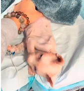 N0512055 rescued an abandoned,skin bones Sphynx cat.#rescue part2