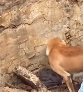 N0512054 Help mother dog to rescue her babies. #dog #rescuedog #dogmom_part2