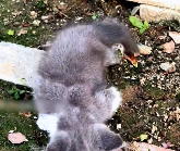 N0512053 What to do #rescuedcatsoftiktok #rescuekittens #rescue_part2