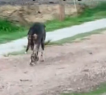 N0112030 He was so confused first time someone showed him love just wait part2