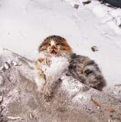 N0512052 Abandoned kittens in the cold_part2