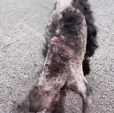 N0512051 stray dog is so pitiful. #rescuedog #rescued #rescuedogsoftiktok_part2