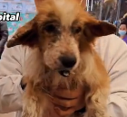 N0512050 Why do people mistreated small animals #rescuedogsoftiktok #rescued_part2