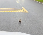 N0512049 Rescue puppy on road. cute puppy #rescue #animal #anim…_part2