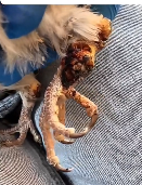 N0112029 kind woman saved an injured dove on road then #rescue part2