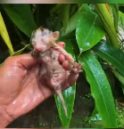 N0112028 Rescue cats #rescueanimal #animals #rescue part2