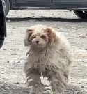 N0512024 Met poor stray dog on road trip  #puppy #pet #rescue…_part2