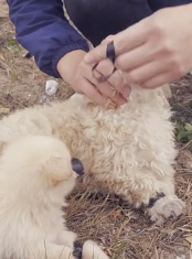 N0112027 found two helpless puppies on side of busy highway their leg part2