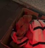 N0512013 Poor dog #dog  #pet_part2