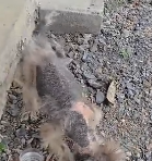 N0512012 abandoned dog on the side of the road_part2