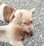 N0512010 the dog lost a leg part2