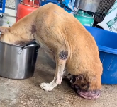 N0512009 the poor dog lost half of its back body_part2