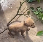 N0512008 Poor dog never ignor her pls!#rescuedog #helpdogs #rescuedogs #dog_part2