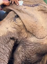 N0112026 heartwarming rescue of an elephant mom her little one #elephant…_part2