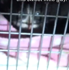 N0512006 Cold kitten in warm engine._part2