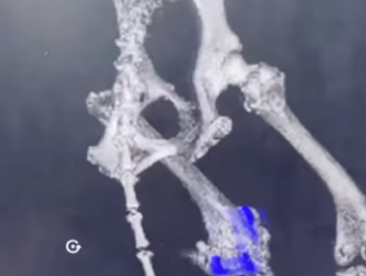 N0512026 golden retriever got into car accident, man rescued it part2