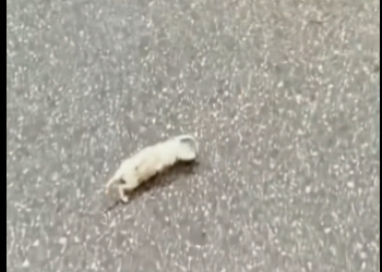 N1012001 Rescue baby fox on road then