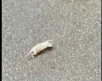 N1012001 Rescue baby fox on road then