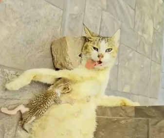 N1012002 Rescuing an unconscious cat