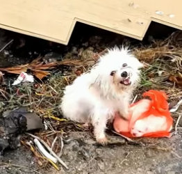 N1012004 Rescue family of dogs