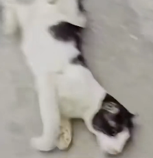 N1012006 Rescue family of cats