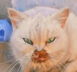 N1012009 The cat has an injury to its mouth