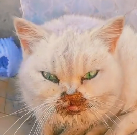 N1012009 The cat has an injury to its mouth