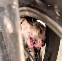 N0201004 #cat #catsoftiktok #poorcat #rescuecat (1)