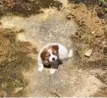 N0201030 Rescue stray dogs #rescue #cute #helpanimals #love #dog (3)