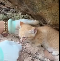 N0201046 poor cats lost their mother were luckily saved #rescueanimals