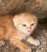 N0801015 found kitten in crack of wall, then #resuceanimals #a