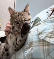 N2201021 A Single Injury Turned Survival Into a Nightmare