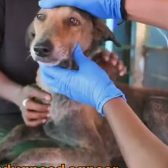 N3101004 Her Eyes Begged for Help as Cancer Took Everything Away… This Was Her Last Hope