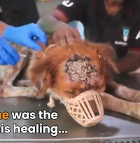 N3101005 Badly Wounded and Terrified… Yet This Shy Dog Chose to Fight