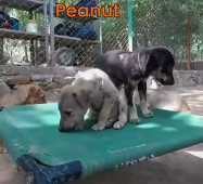 N3101007 Trapped in Solid Tar, Barely Breathing… Time Was Almost Gone