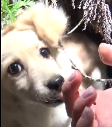 N3101010 Hiding in the Bushes, Terrified and Hurt… We Had No Idea What We’d Find