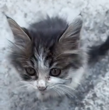 N0201018 Rescue stray cats #rescue #catsoftikto…