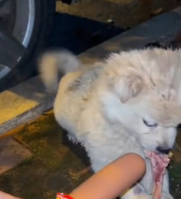 N0601050 Rescue stray dogs #rescue #cute #love #rescueanimals #trust #animals