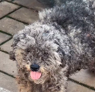 N0601052 Rescue stray dogs #rescue #cute #love #dogsoftiktok #rescueanimals