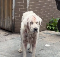 N0601053 Saving Dog Broken Heart #rescue #cute #love #rescueanimals