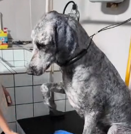 N0601054 Rescue stray dogs #rescue #cute #love #rescueanimals #trust #animals… (1)