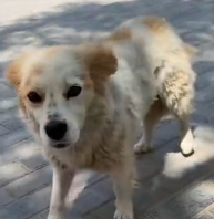 N0601055 came across stray dog on road,l decided to do it way