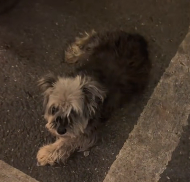 N0601057 Abandoned to Cherished Heartwarming Redemption Journey #r