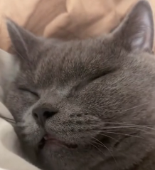 N0601058 Rescued cute blue cat#rescue #cute #love #cat #catsoftiktok #kitten