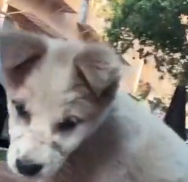 N0601059 Stray Second Chance #rescue #cute #love #rescueanimals #trust #b…