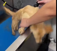 N0201019 Rescuing Hope Hands of Dog Traders to Forever Home #rescu…