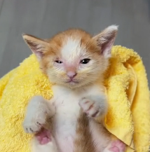 N0601060 Rescue stray cats #rescue #cute #love #cat