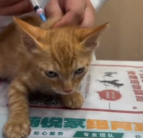 N0601061 rescued cute cat #rescue #cute #love #cat #catsoftiktok #kittens