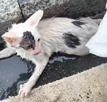 N0601062 Rescue stray cats #rescue #cute #love #helpanimals #cat #catsoftikto… (7)