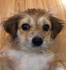 N0601063 Rescue stray dogs #rescue #cute #love #helpanimals #straydog #dog (5)